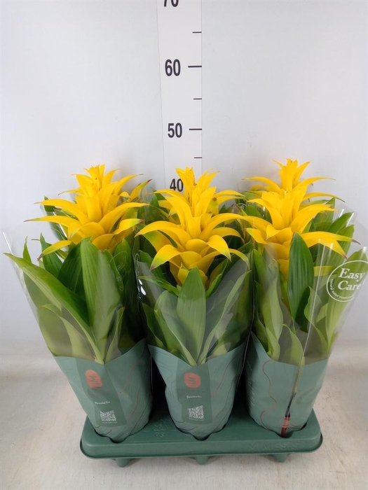 <h4>Guzmania  'Diana'</h4>