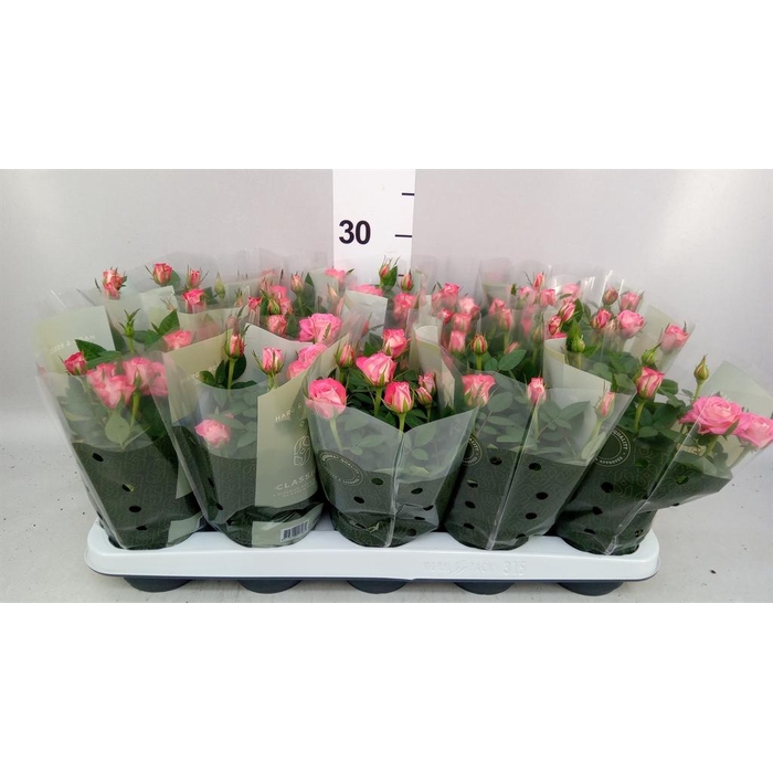 <h4>Rosa  'Fame Kordana'</h4>