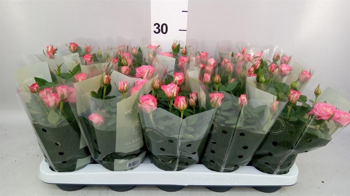 Rosa  'Fame Kordana'