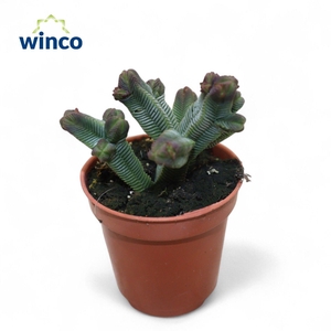 Crassula Pyramidalis