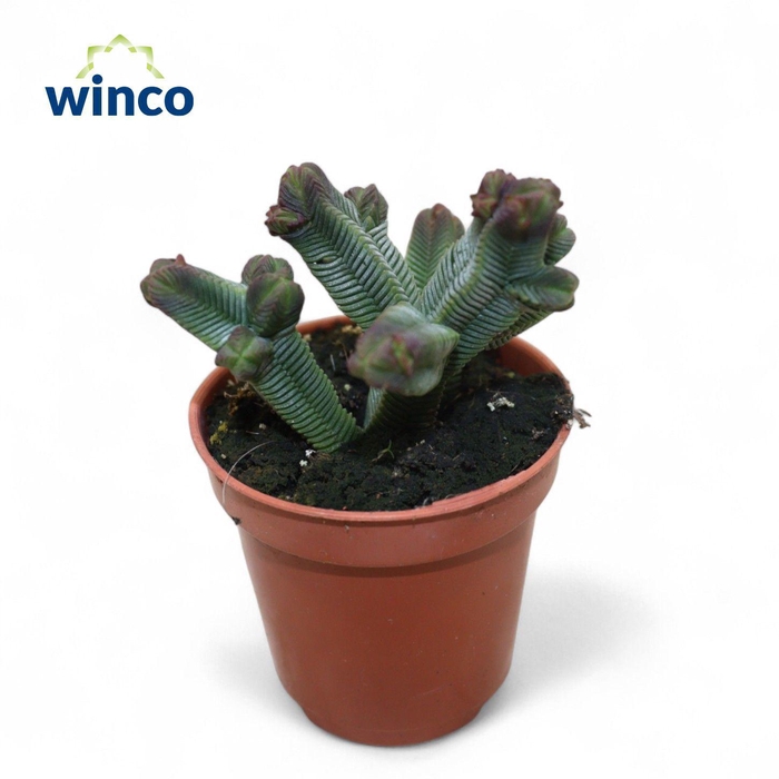 <h4>Crassula Pyramidalis</h4>