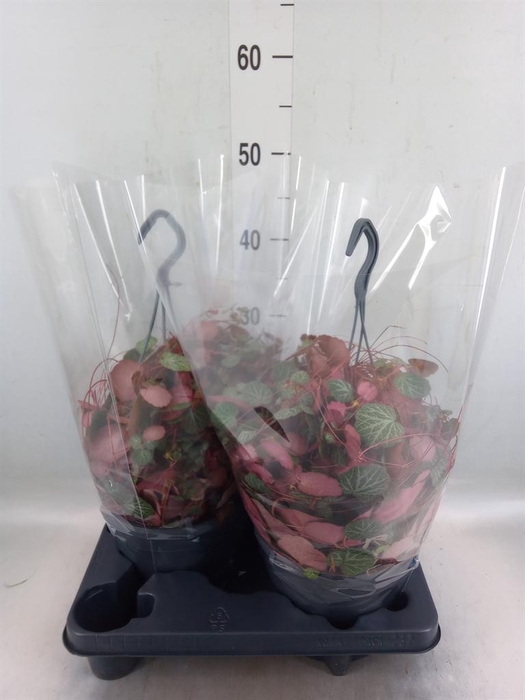 <h4>Saxifraga stol.</h4>
