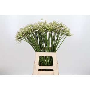 Agapanthus Umbellatus Album