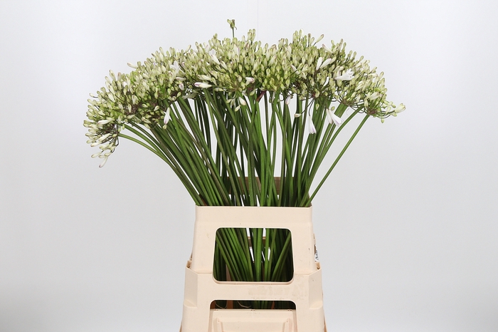 <h4>Agapanthus Umbellatus Album</h4>