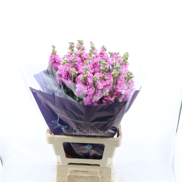 <h4>Matthiola Iron Deep Pink</h4>