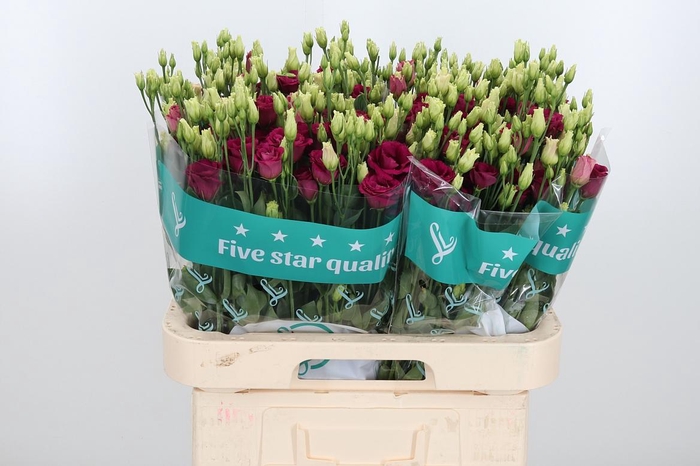 <h4>Eus G Arosa Red</h4>