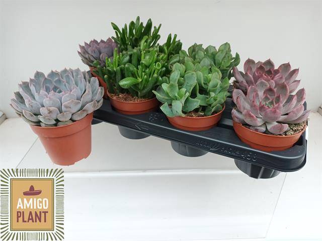 <h4>SUCC GEM 4 SRT</h4>