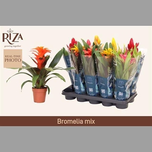 BROMELIA GEM 6 SRT