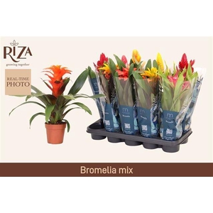 BROMELIA GEM 6 SRT