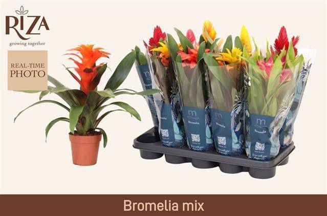 <h4>BROMELIA GEM 6 SRT</h4>