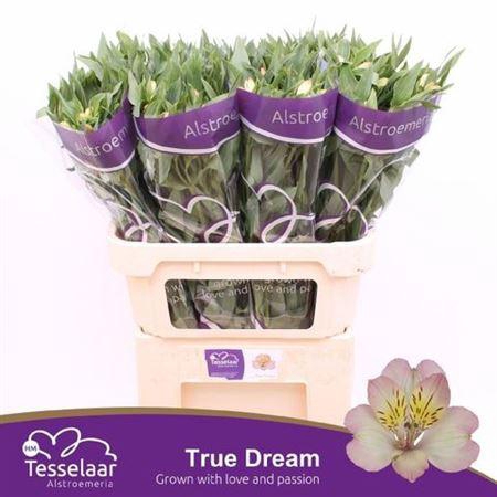 <h4>Alstr True Dream</h4>