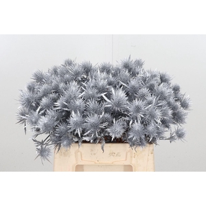 Eryn Magnetar Kl Bh Zilver