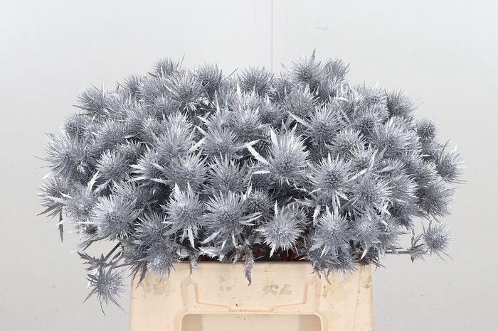 <h4>Eryn Magnetar Kl Bh Zilver</h4>