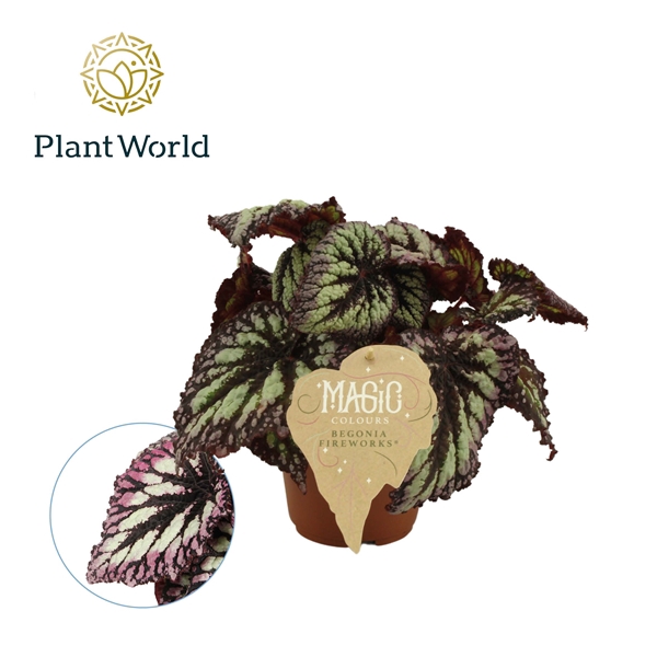 <h4>Begonia rex Fireworks</h4>
