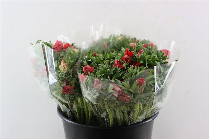 <h4>Anem Marianne Red</h4>