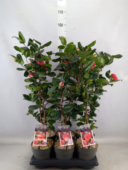 <h4>Camellia japonica</h4>