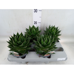 Aloe aristata 'Cosmo'