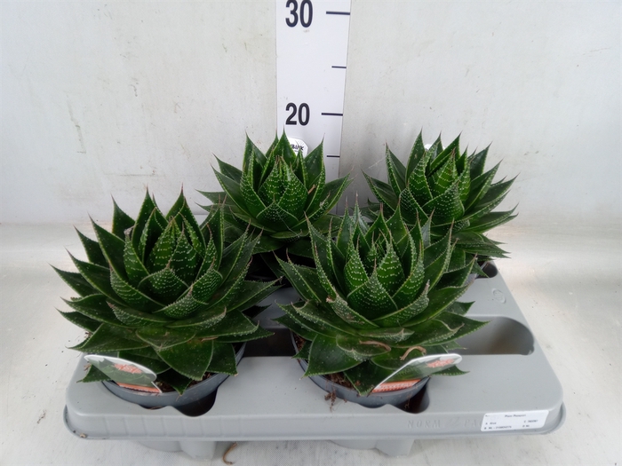 <h4>Aloe aristata 'Cosmo'</h4>