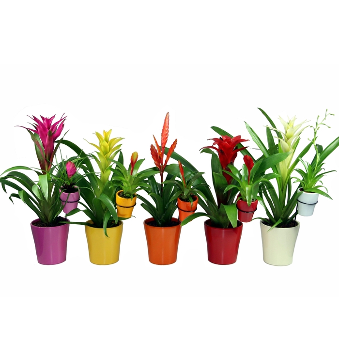 <h4>Moeder&kind Bromelia+Bromini</h4>