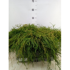 Chamaecyparis pis. 'Filifer Nana'