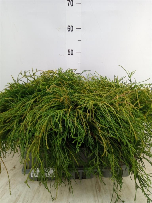 <h4>Chamaecyparis pis. 'Filifer Nana'</h4>