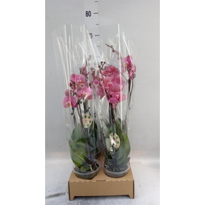Phalaenopsis   ...