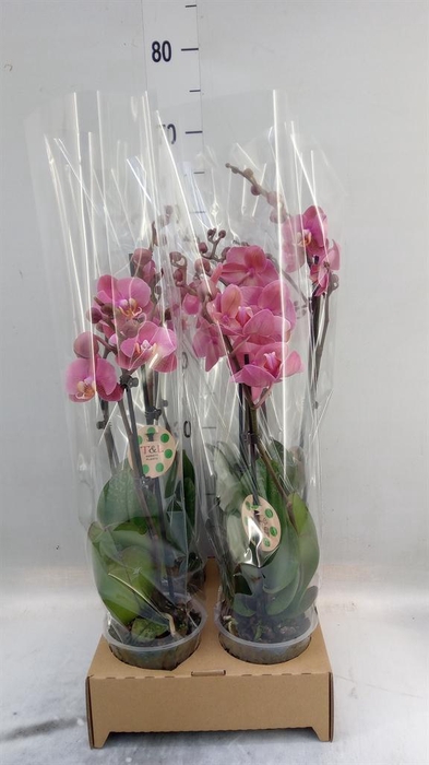 <h4>Phalaenopsis   ...</h4>