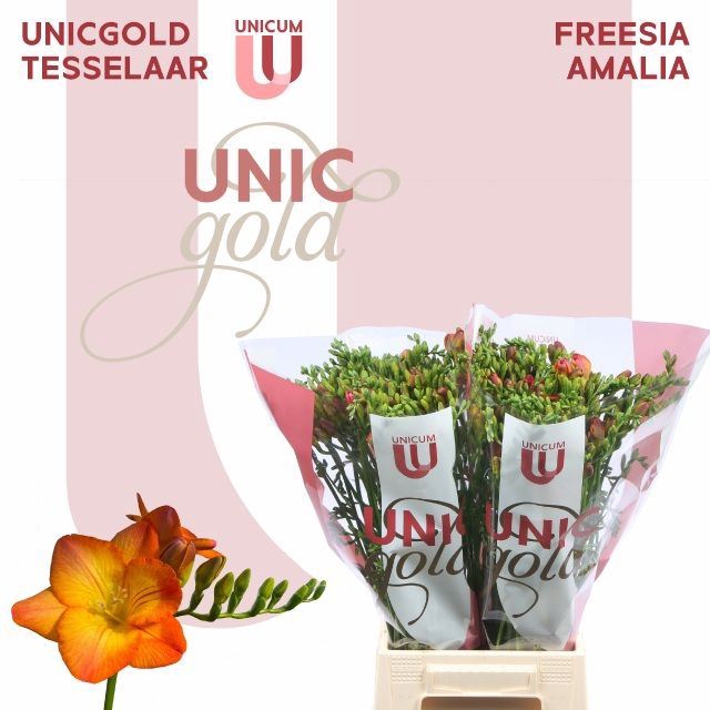 <h4>Freesia enk Amalia</h4>