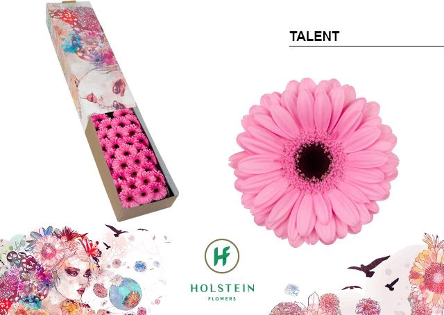 <h4>Germini Talent Half doos</h4>