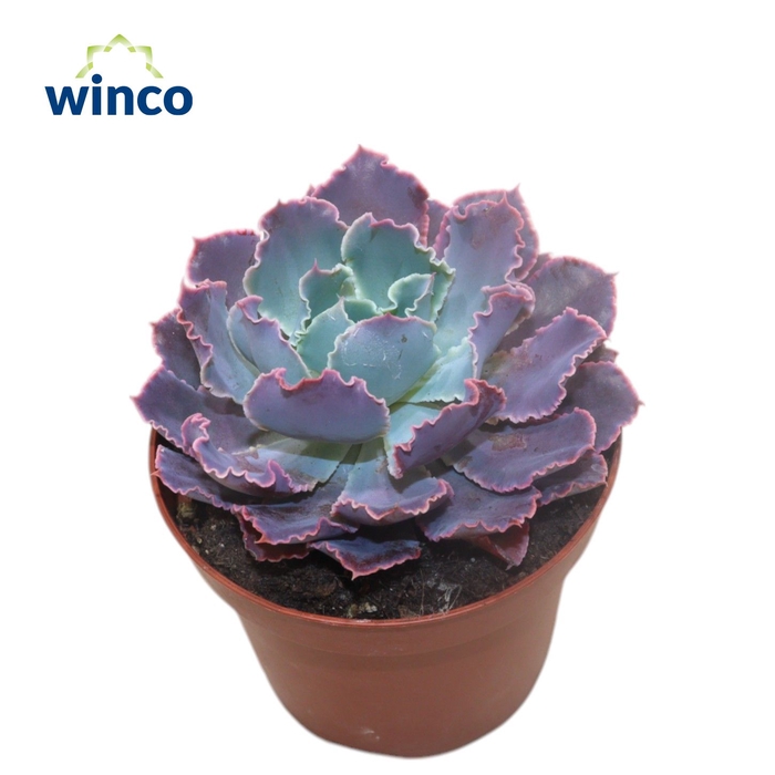 <h4>Echeveria Neonbreaker</h4>