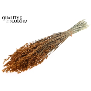 Avena per bunch Terracotta