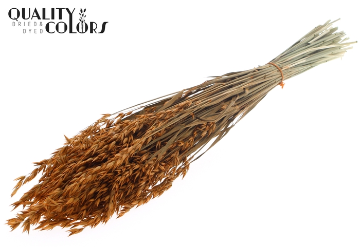<h4>Avena per bunch Terracotta</h4>