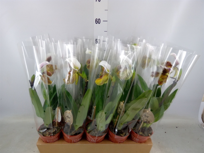 <h4>Paphiopedilum american hybride mix</h4>