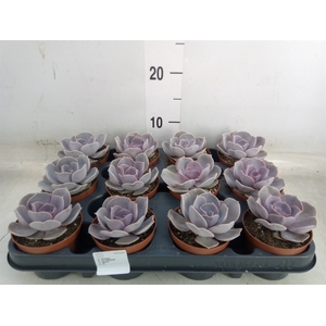 Echeveria  'Perle von Nurnberg'
