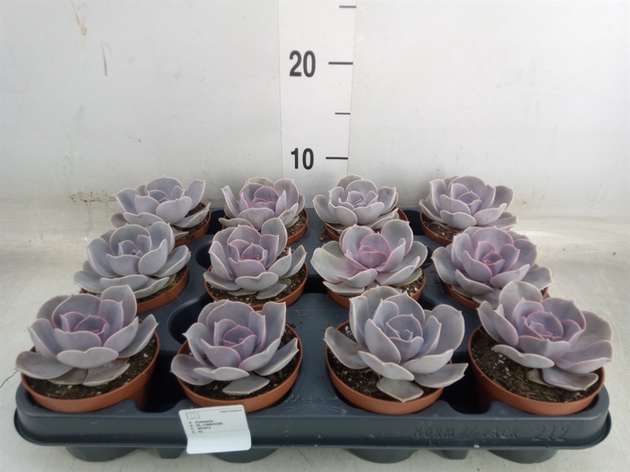 <h4>Echeveria  'Perle von Nurnberg'</h4>