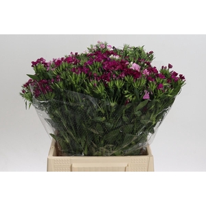 Dianthus Br Mix