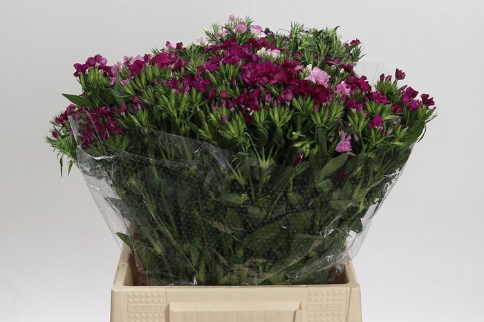 <h4>Dianthus Br Mix</h4>