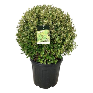 Ligustrum oval. 'Aureum'
