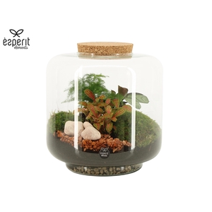 90615: Terrarium arrangement