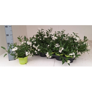 SOLANUM JASMINOIDES