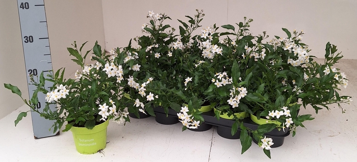 <h4>SOLANUM JASMINOIDES</h4>