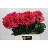 Dahlia Pink Punk