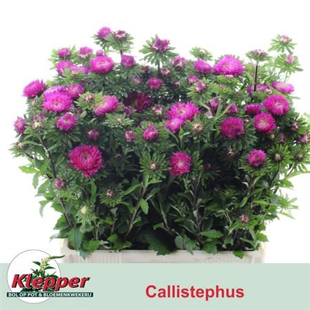 <h4>Callis Azumi Xl Pink</h4>