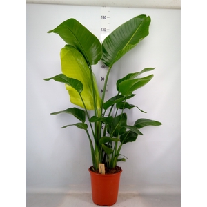 Strelitzia nicolai