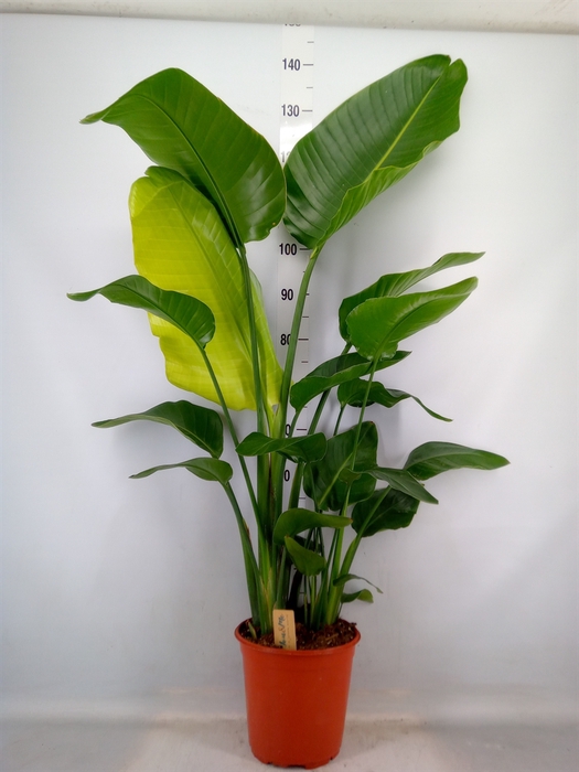 <h4>Strelitzia nicolai</h4>