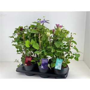 Clematis Boulevard Mix