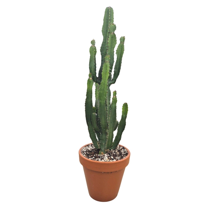 <h4>Euphorbia acrurensis</h4>