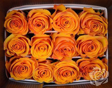 <h4>R Gr Tycoon</h4>