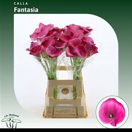 <h4>Zant Fantasia</h4>