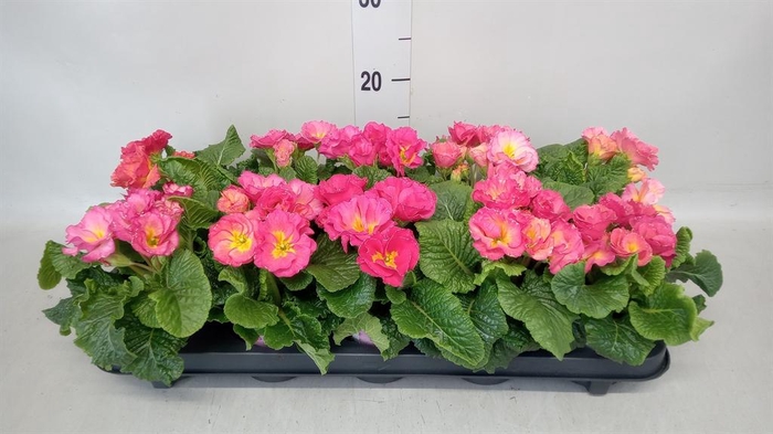 <h4>Primula ac. 'Girls Delight Pk Shad'</h4>